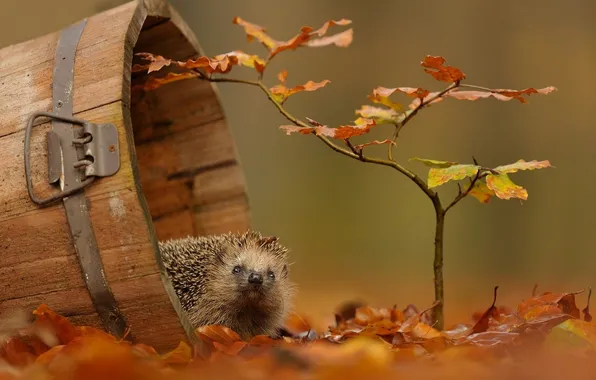 Picture autumn, nature, branch, hedgehog, leaves.autumn