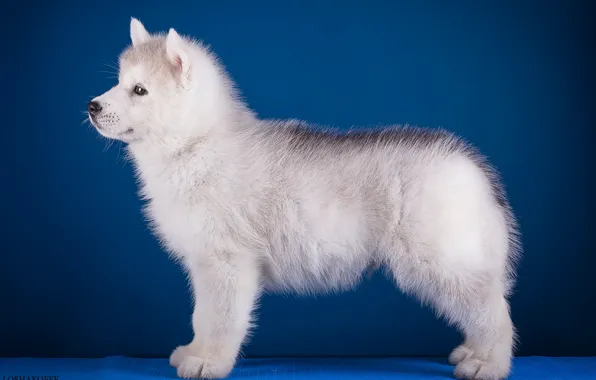 Puppy, profile, husky, breed