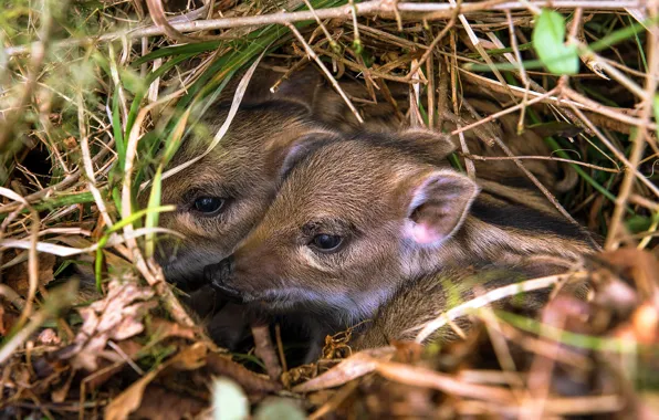 Branches, shelter, boar, kids, a couple, two, lie, cubs