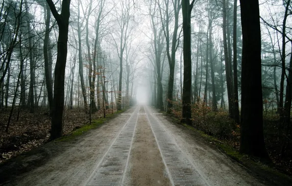 Picture road, forest, landscape, fog