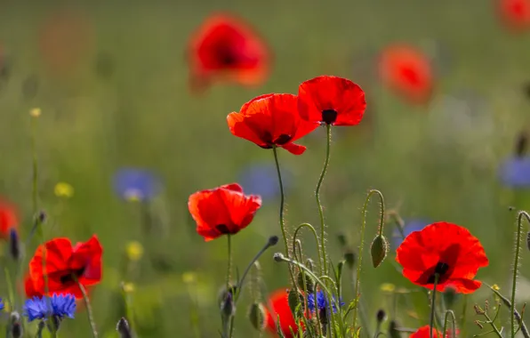 Picture red, flowers, Maki, meadow, summer, cornflowers