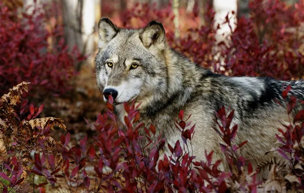 Picture nature, face, animal, wolf, wildlife, head, fur, mammal