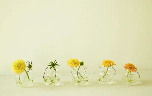 Summer, water, flowers, yellow, dandelions, glass