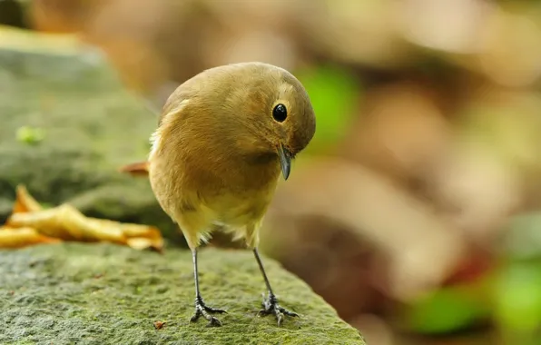 Picture bird, stone, bird-nevelichka