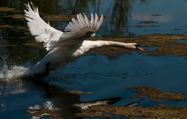 Picture water, lake, reflection, bird, wings, swans, the rise, pond