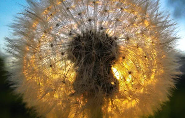 Dandelion, Fluff