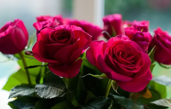 Flowers, roses, bouquet