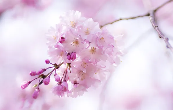 Macro, flowers, pink, branch, spring, Sakura, flowering