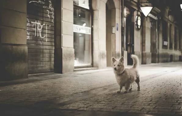 Dog, black and white, night city, bridge, monochrome, doggie, a walk through the city