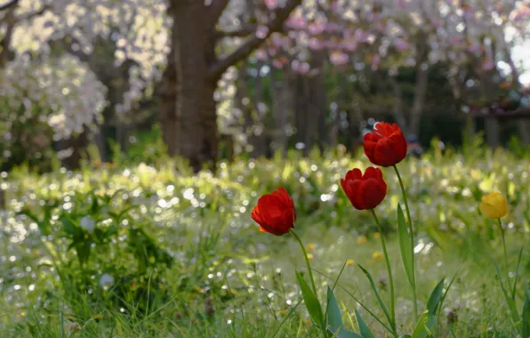 Light, trees, flowers, red, spring, garden, tulips, flowering