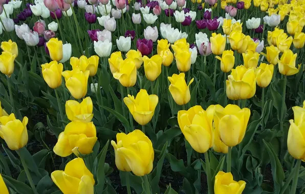 Leaves, flowers, stems, spring, flowerbed, picture, yellow tulips