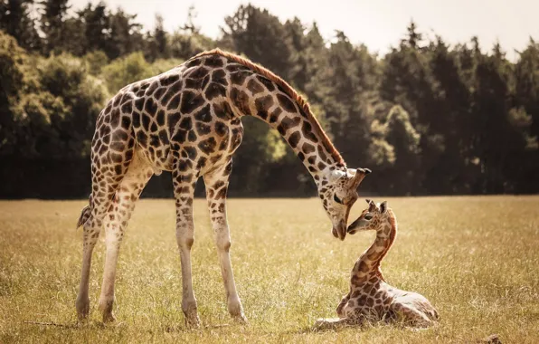 Giraffe, cub, mom