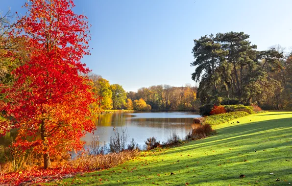 Picture autumn, grass, leaves, trees, nature, lake, grass, trees