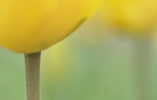 Macro, flowers, nature