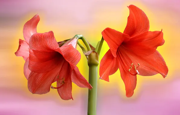 Picture flowers, red, Amaryllis
