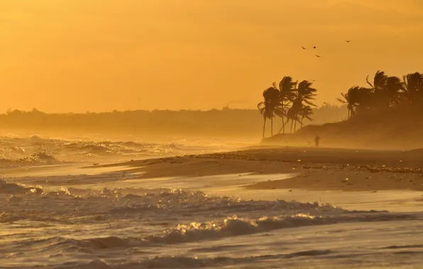 Sea, wave, palm trees, bird, people, surf