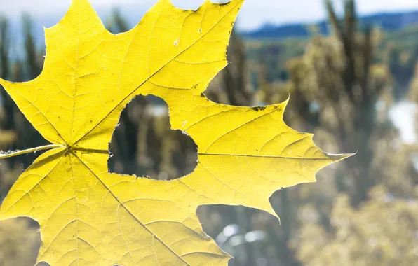 Love, yellow, background, widescreen, Wallpaper, heart, blur, hearts
