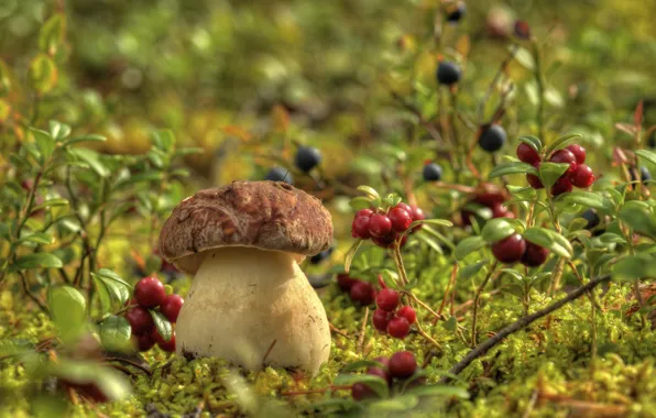Berries, mushrooms, moss, blueberries, cranberries, Borovik