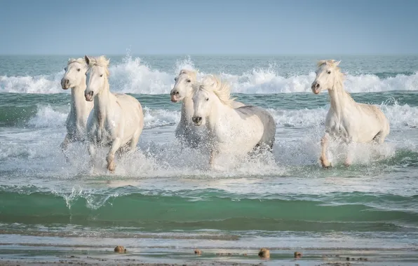 Sea, wave, the sky, squirt, shore, horses, horse, bathing