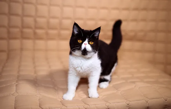 Cat, look, kitty, background, black and white, eyes, yellow, small