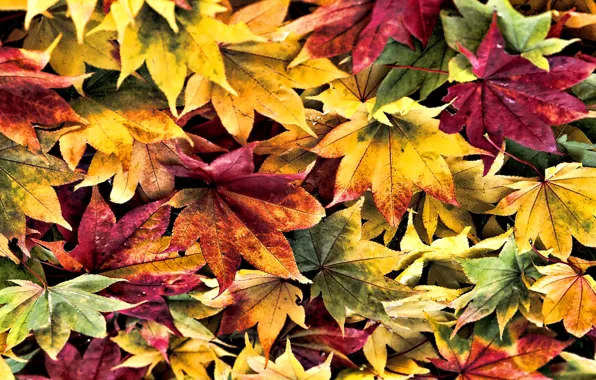 Autumn, leaves, carpet, color, maple