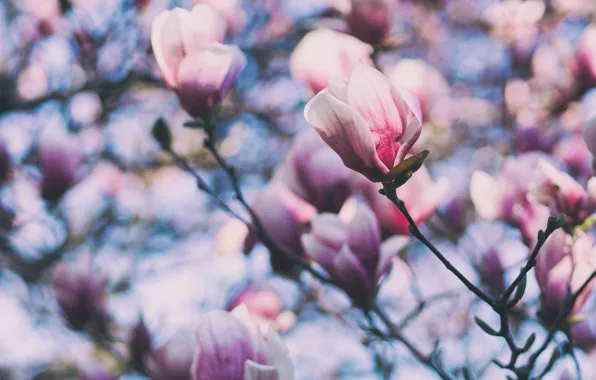 Picture macro, flowers, branches, spring, petals, pink, white, flowering