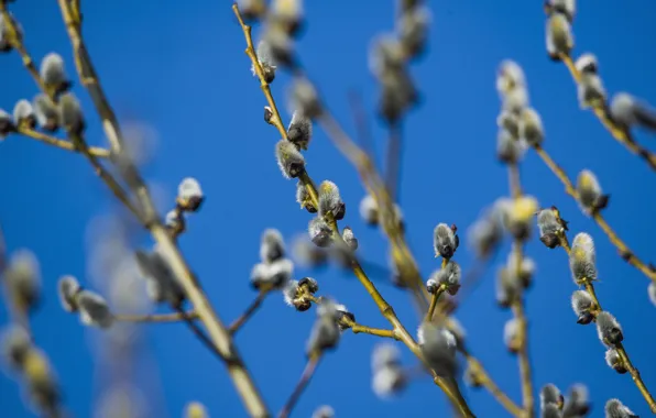 Tree, mood, spring, seals