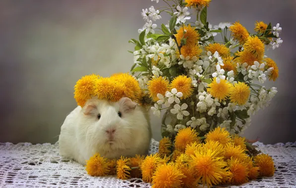 Picture flowers, Guinea pig, dandelions, wreath