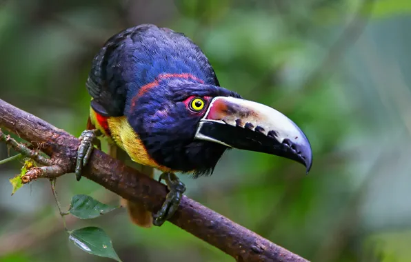 Bird, beak, Toucan, collared aracari