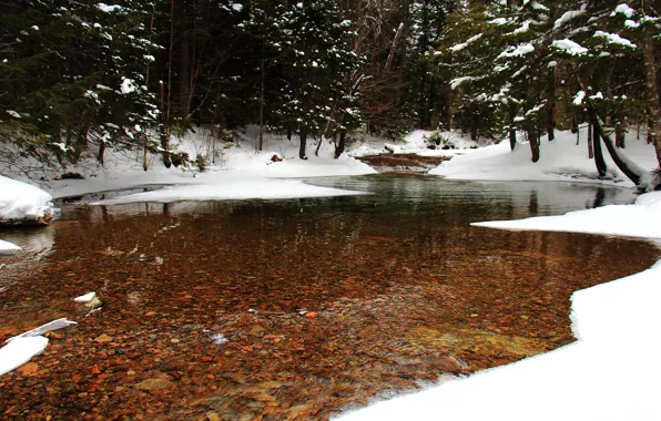 Winter, forest, snow, pond, Nature, forest, nature, winter