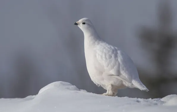 Picture winter, white, snow, bird, partridge