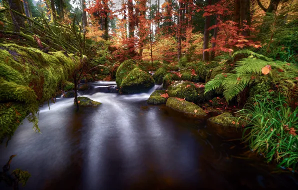 Autumn, forest, grass, water, nature, stones, fern, Robert Didierjean