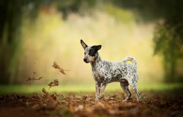 Picture autumn, leaves, dog, bokeh, doggie