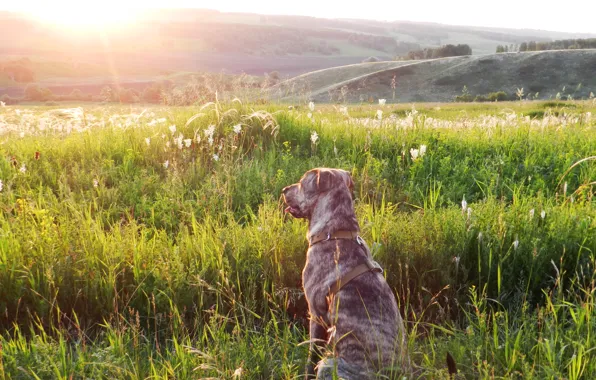 Sunset, nature, Dog