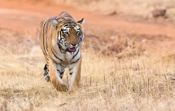 Picture nature, tiger, animal