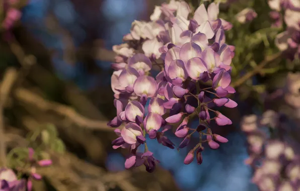 Flowers, lilac, bokeh, Liana, Wisteria, Wisteria
