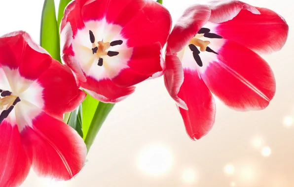 Picture leaves, flowers, bright, beauty, bouquet, petals, tulips, pink