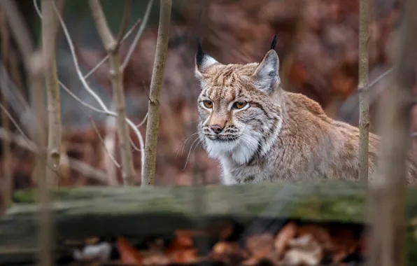 Look, face, nature, pose, lynx