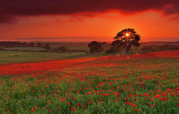 Field, sunset, fog, Maki