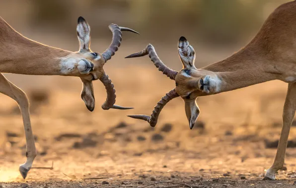 Picture battle, horns, Africa, antelope, antelope, wildebeest