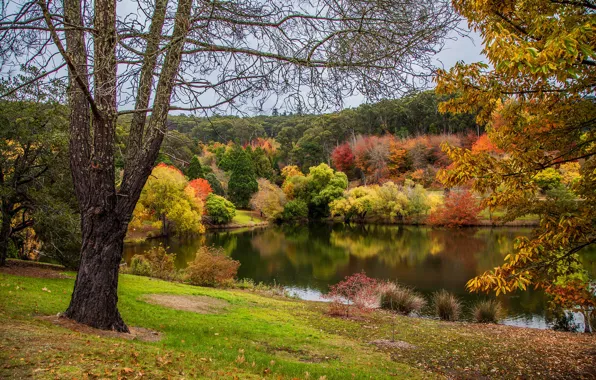 Autumn, leaves, trees, pond, Park, Australia, Mount Lofty Botanic Garden