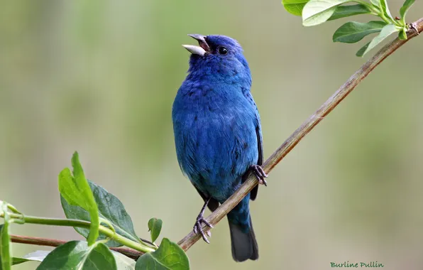 Picture leaves, bird, branch, blue, Burline Pullin