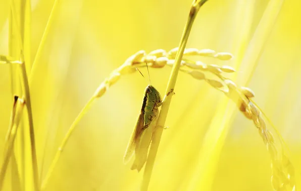 Macro, nature, grasshopper