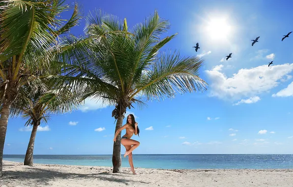 Summer, the sun, clouds, nature, palm trees, bird, heat, beauty