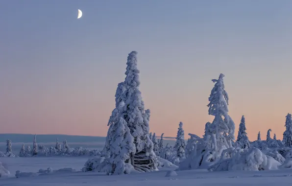 Picture winter, snow, trees, Sweden, Sweden, Lapland, Lapland, Vasterbotten County