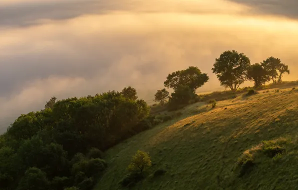 Clouds, light, trees, fog, morning, slope, hill