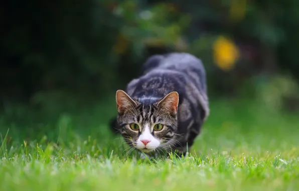 Picture cat, grass, eyes, lawn, hunting