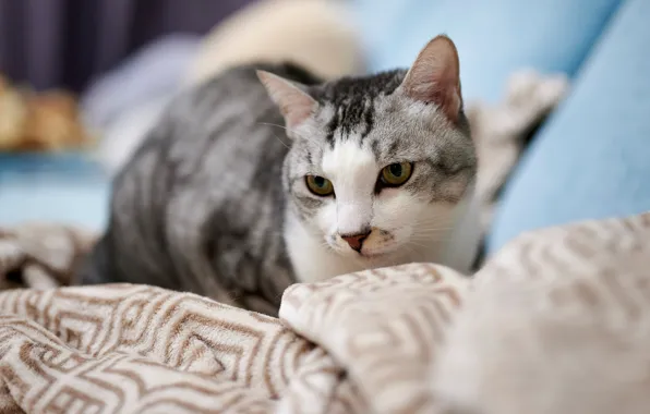 Cat, cat, look, face, sofa, portrait, lies, plaid