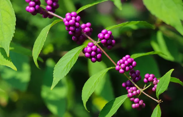 Picture branches, berries, fruit, lilac, cranioplastic