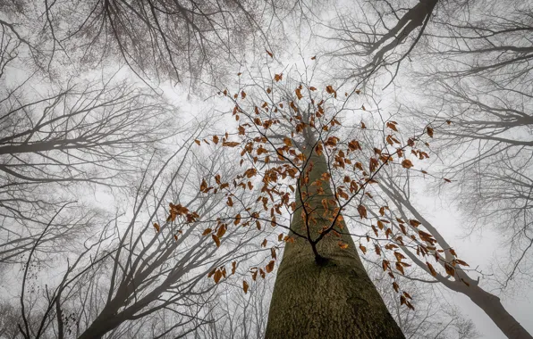 Nature, tree, the last leaves